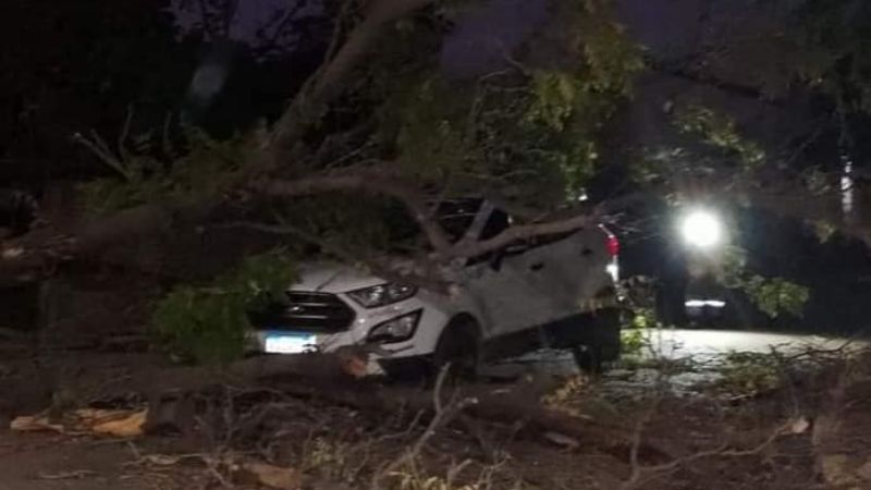 Iba manejando y se le cayó un árbol