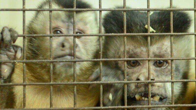 Desde hace más de 20 años, 74 monos viven enjaulados en un bioterio del CEMIC