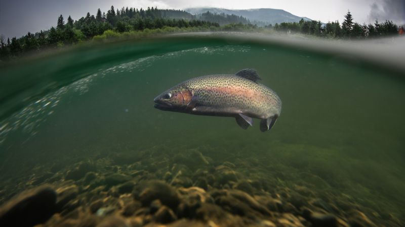 Trucha Arcoíris: una opción deliciosa y accesible para esta Pascua