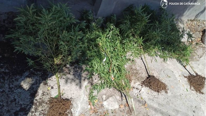 Cultivaba plantas de marihuana pero lo detuvieron por violento