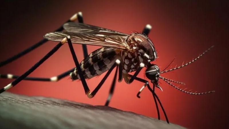 Brote histórico de dengue en Argentina: 106 muertos y más de 151 mil casos