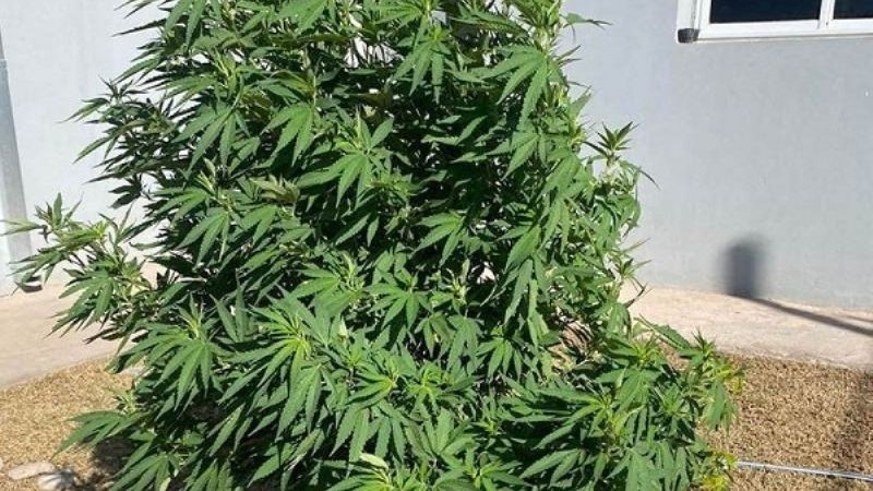 Tenía una planta de marihuana en el jardín de la casa