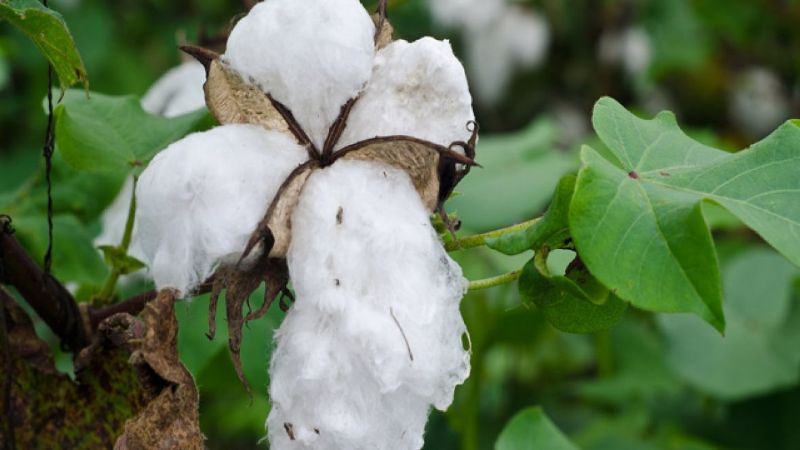 Formosa: el gobierno provincial fijó los precios de referencia para el algodón