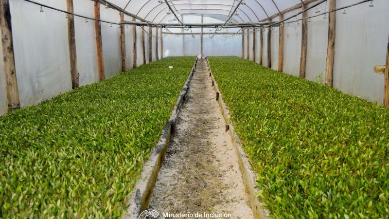 Impulsan el desarrollo olivícola sustentable en Catamarca