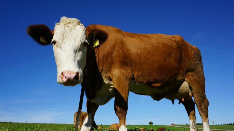 La ganadería cerró el año en crecimiento y rompió la barrera de las 375 mil cabezas