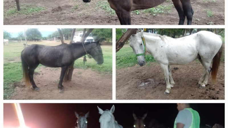 Secuestraron animales sueltos