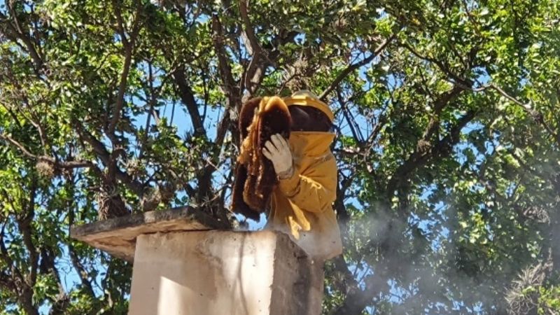 Bomberos Voluntarios reubicaron un peligroso enjambre de abejas