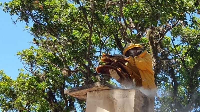 Bomberos Voluntarios reubicaron un peligroso enjambre de abejas