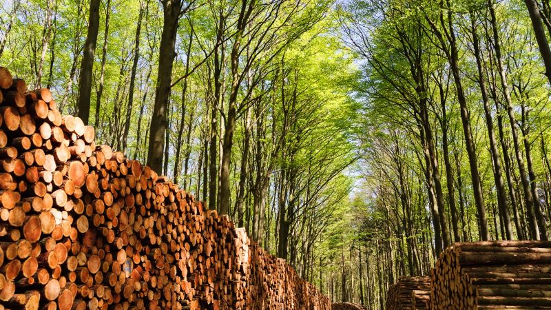 Planta de biomasa local genera energía renovable a través de residuos forestales