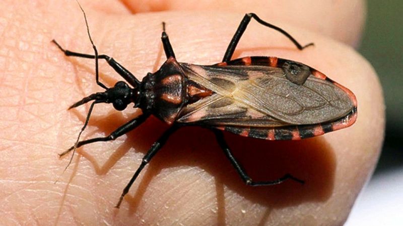 Actividades por el Día Mundial de la Enfermedad de Chagas