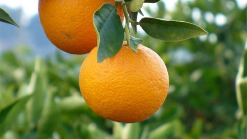 Charla sobre la campaña citrícola 2024