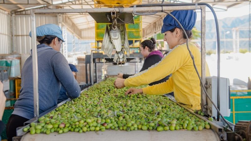 Empresa catamarqueña con exportación de aceitunas hacia Canadá