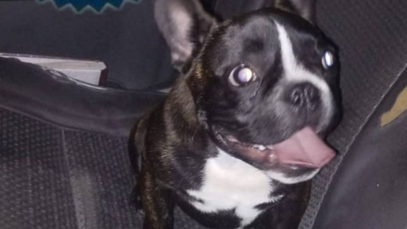 Recuperan un Bulldog francés robado