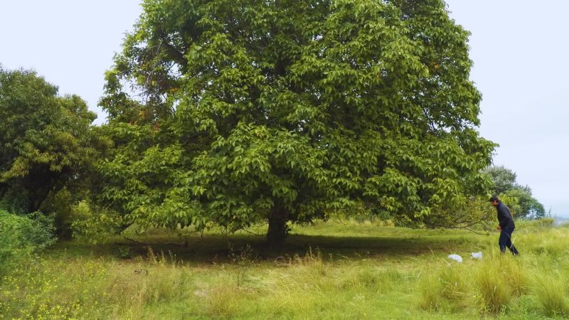 El INTA registra tres nuevas variedades de nogal de alta productividad