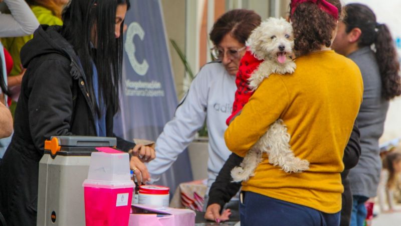 En el día del animal Salud brinda recomendaciones para el cuidado de las mascotas 