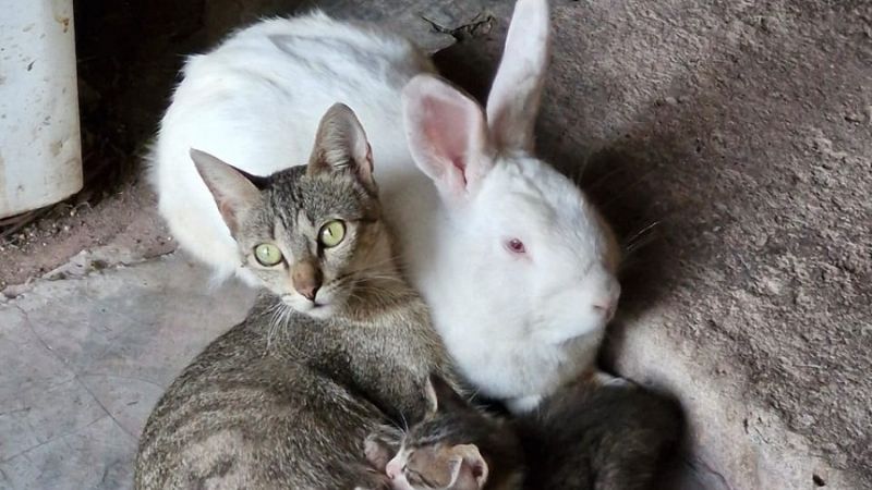 ¿Por qué se celebra el Día del Animal?