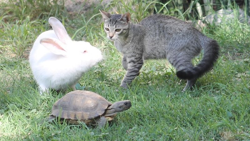 ¿Por qué se celebra el Día del Animal?