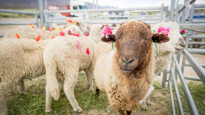 Actualización del registro de marcas y señales ganaderas