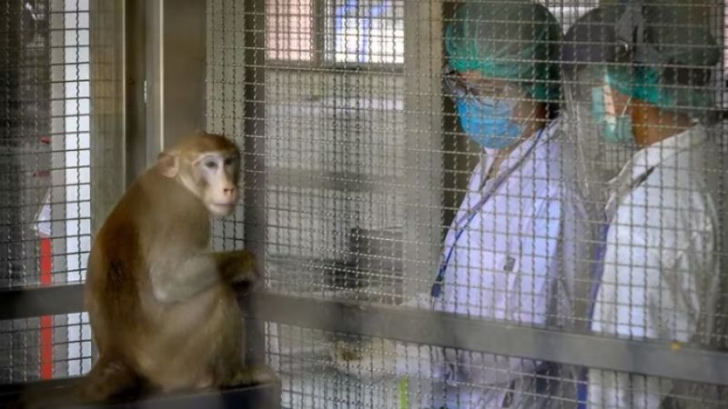 Qué es el virus B: un hombre se contagió en Hong Kong y está grave