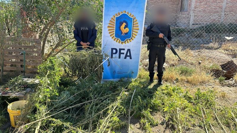 Narcovivero: una mujer argentina quedó detenida