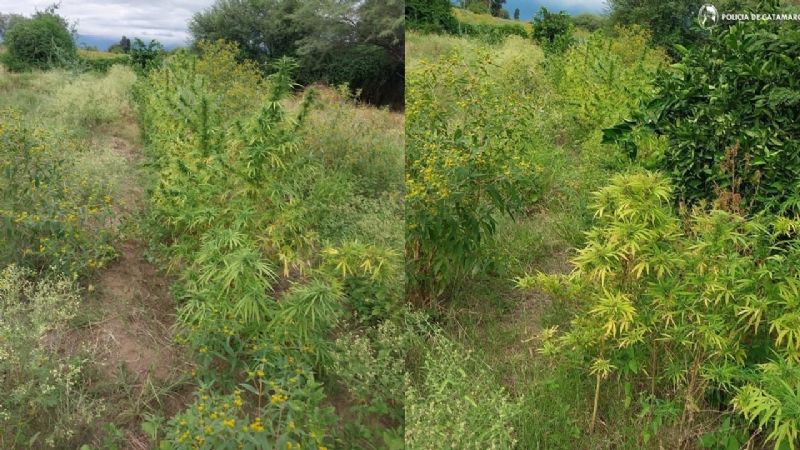 Encontraron una plantación de marihuana en Capayán