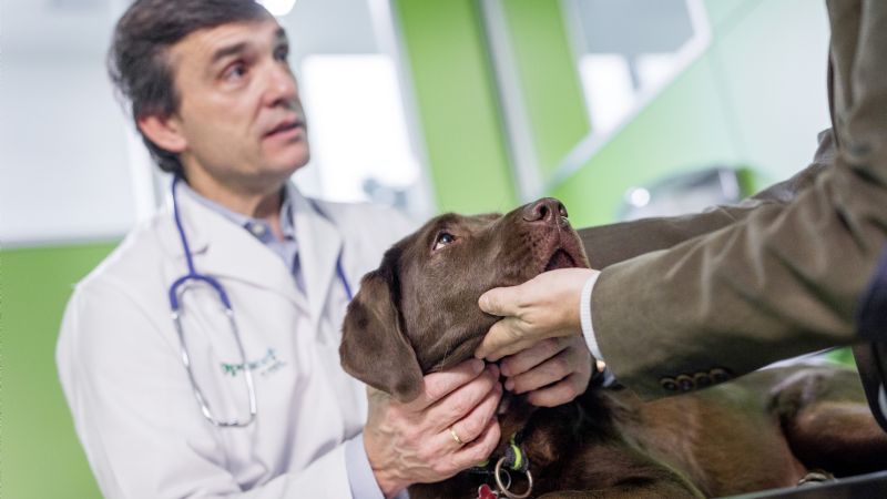 Dengue: ¿puede afectar a los perros?