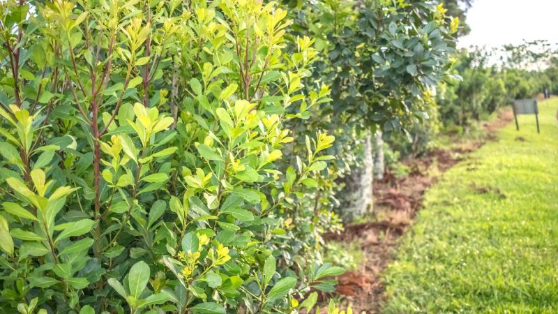 Otra "victoria" de los yerbateros sobre el DNU de Milei