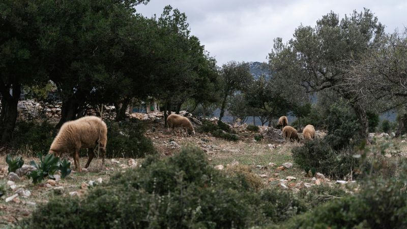 Asistencia a personas rescatadas de una finca olivícola