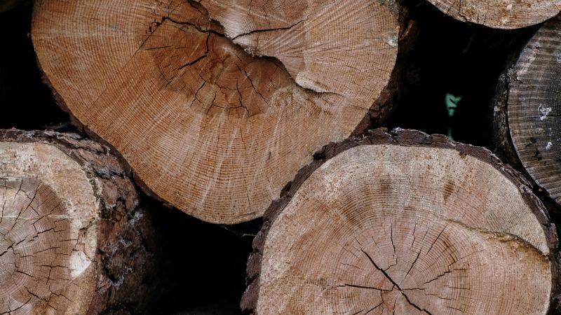 Foresto-Industria: empresas madereras argentinas buscan expansión global