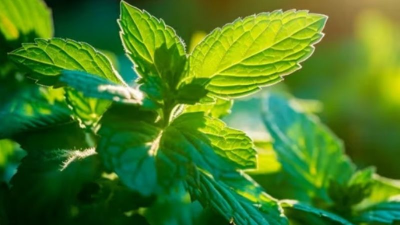 Cuál es la planta medicinal que ayuda con los resfríos y alivia la indigestión