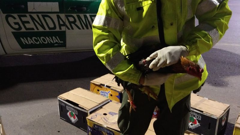 Maltrato Animal: rescataron más de 60 gallos destinados a la riña