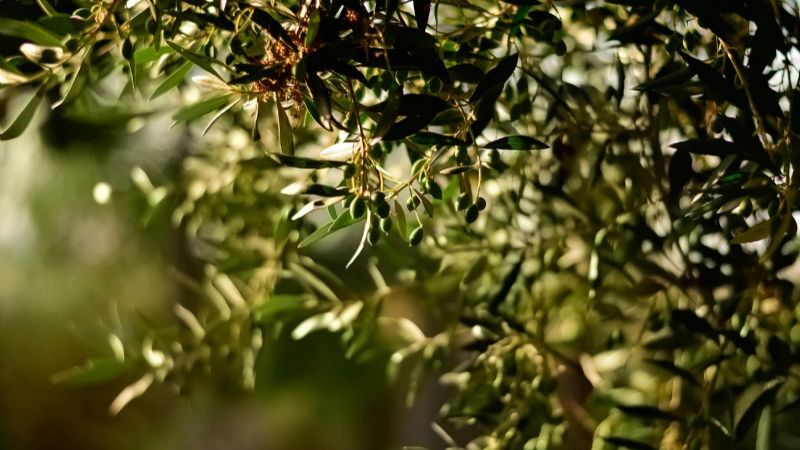 24 de mayo: Día Nacional de la Olivicultura