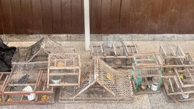 Liberan aves canoras en cautiverio