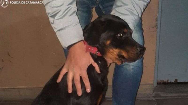 Encontraron un cachorro Rottweiler