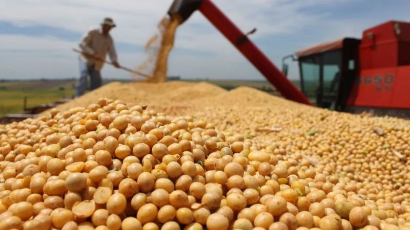 NEA: Lipsa, el gigante de la siembra, ya maneja más de 90.000 hectáreas