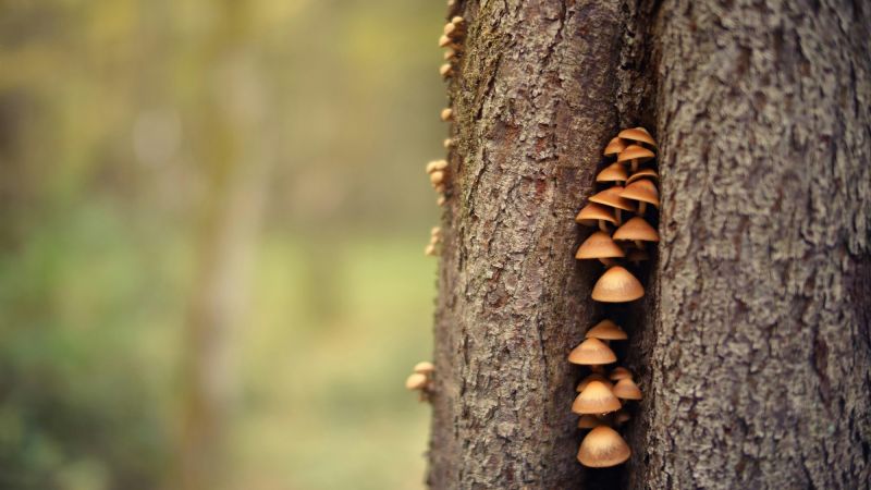 ¿Te interesa incursionar en la producción de hongos comestibles?