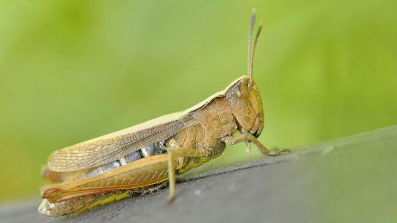 Comité de crisis de langosta: estrategias de monitoreo y control de la plaga