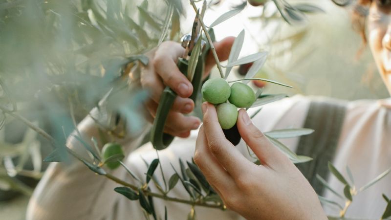 Lanzamiento de la Diplomatura en Poda, Injerto y Manejo de Viveros