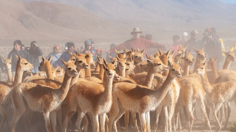 “El Chaku" se muestra en el Congreso de Buenos Aires