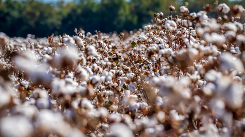El sector chaqueño perdió casi la mitad de la cosecha del algodón