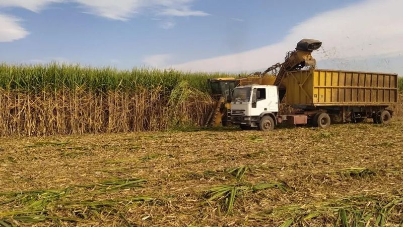 La superzafra 2024 avanza sin pausas en 13 ingenios