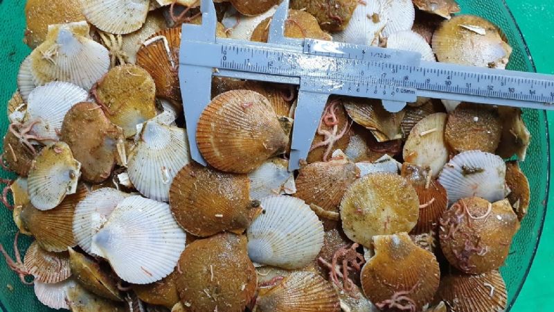 Se realiza una nueva campaña de investigación de vieira patagónica