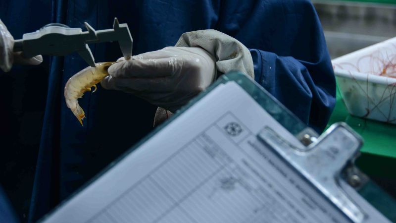 INIDEP y Chubut compartirán información biológico pesquera clave sobre langostino