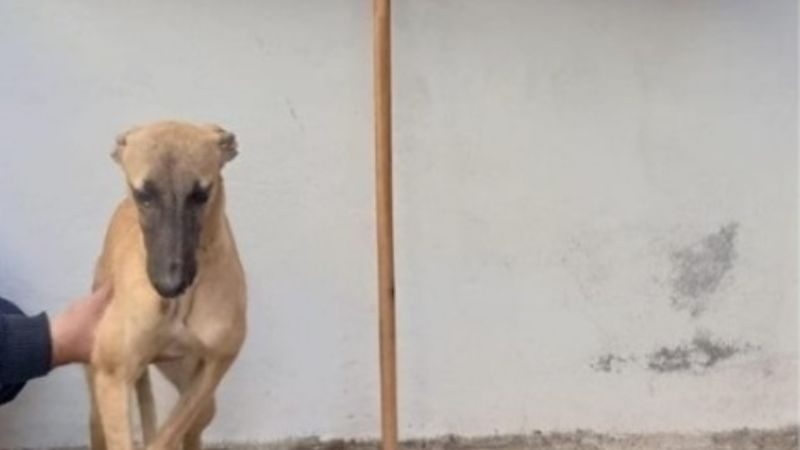 Recuperaron un galgo robado