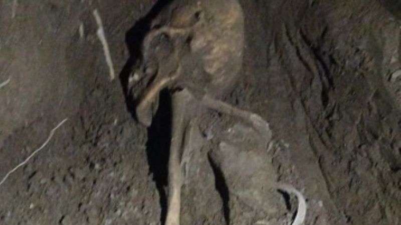 Encontraron restos oseos en una vivienda