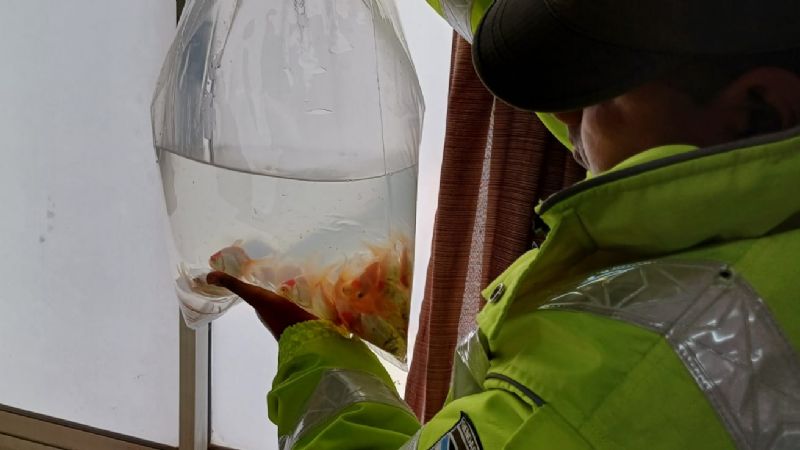 Trasladaban más de 300 peces en un micro de larga distancia