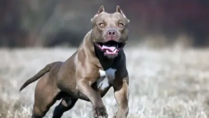Hombre de 26 años murió por las mordeduras de su perro pitbull