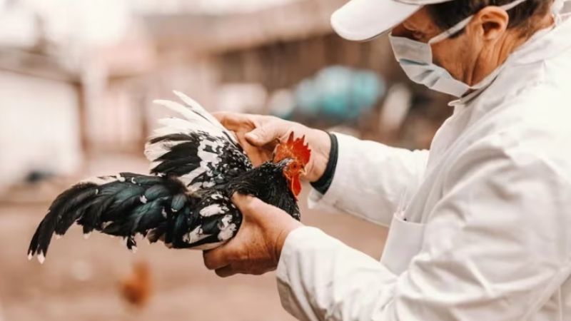 Estados Unidos en alerta: reportan cinco casos de gripe aviar