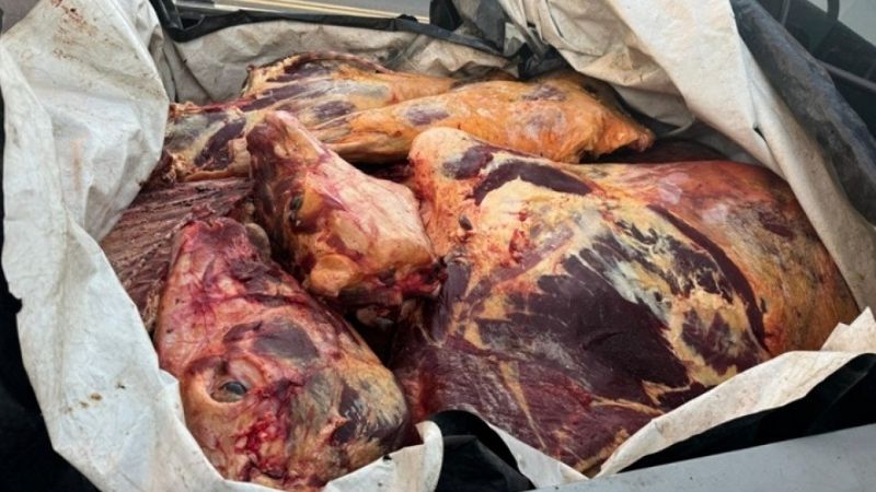 Llevaba 400 kilos carne de manera clandestina