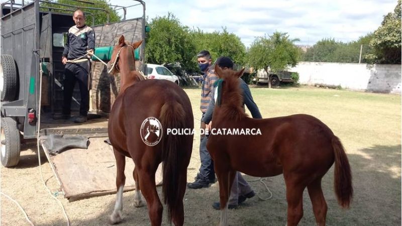 Secuestraron caballos en las rutas